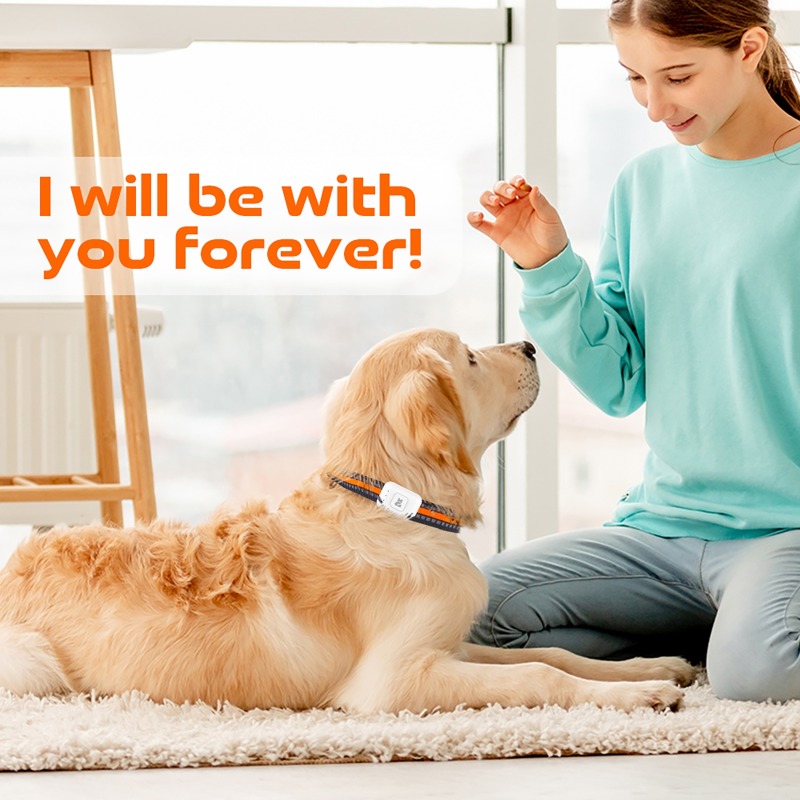 Evcil Hayvan GPS AGPS İzleme C - Pet Gps Tracker Collar incelemesi ve fiyatı